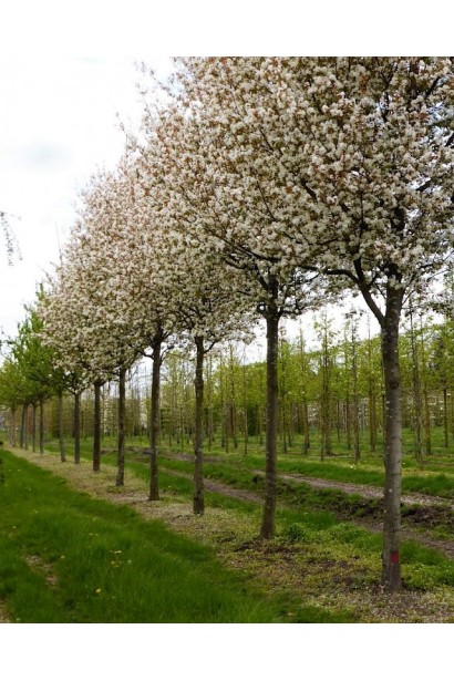Ірга деревовидна Робін Хілл цвітіння